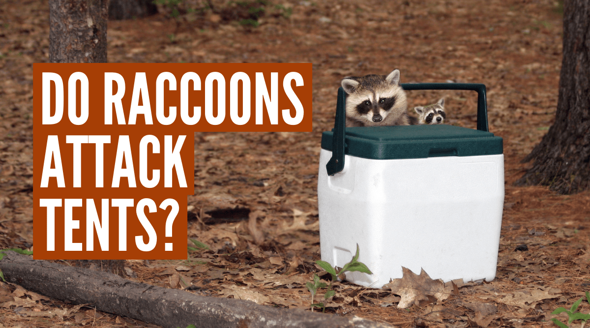 when camping outdoors do raccoons attack tents