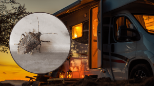 Bug-Proof Your RV Real-World Tips That RVers Swear By