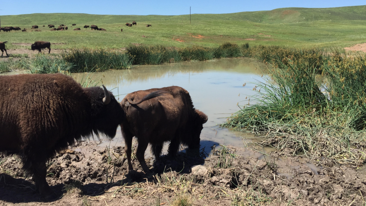 On our Jeep tour at Custer State Park