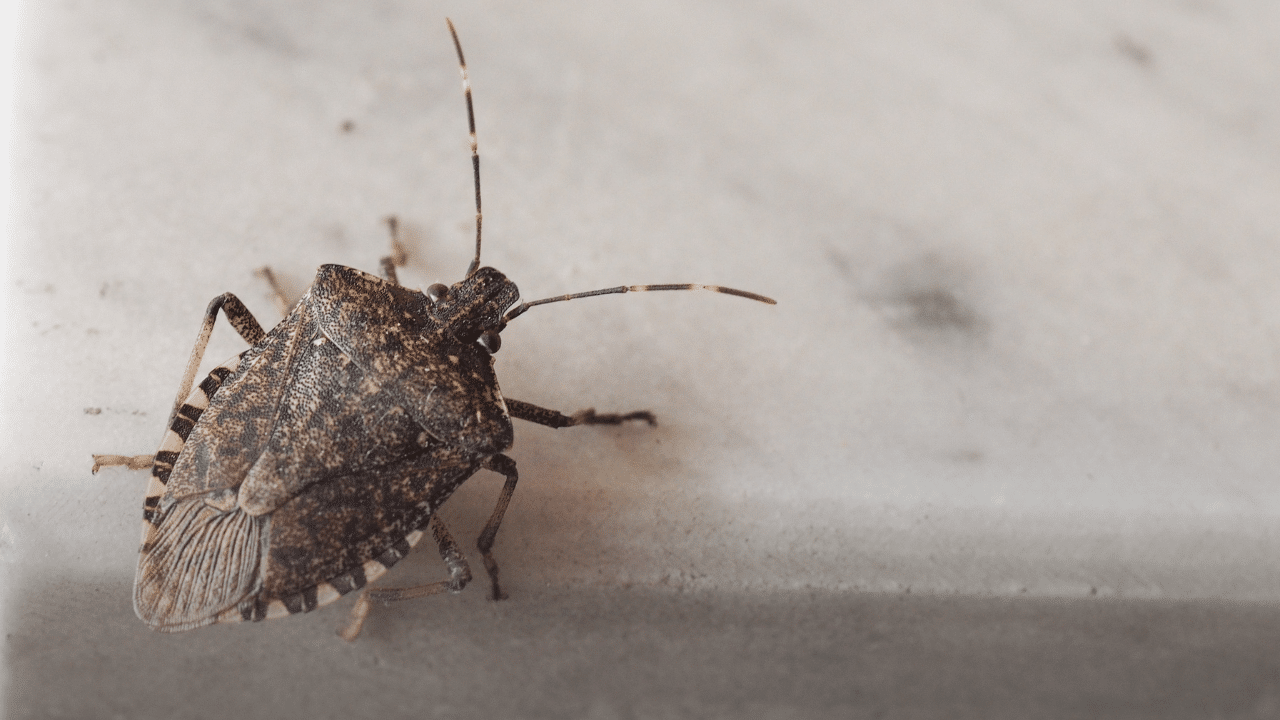 A stink bug on an RV countertop