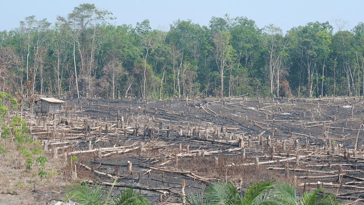 An example of deforestation in Indonesia