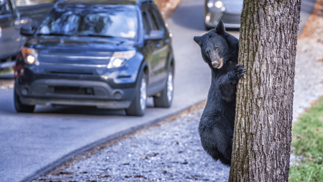A black bear at Great Smoky Mountains National Park