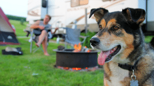 A dog at a campground with a man playing a guitar in the background