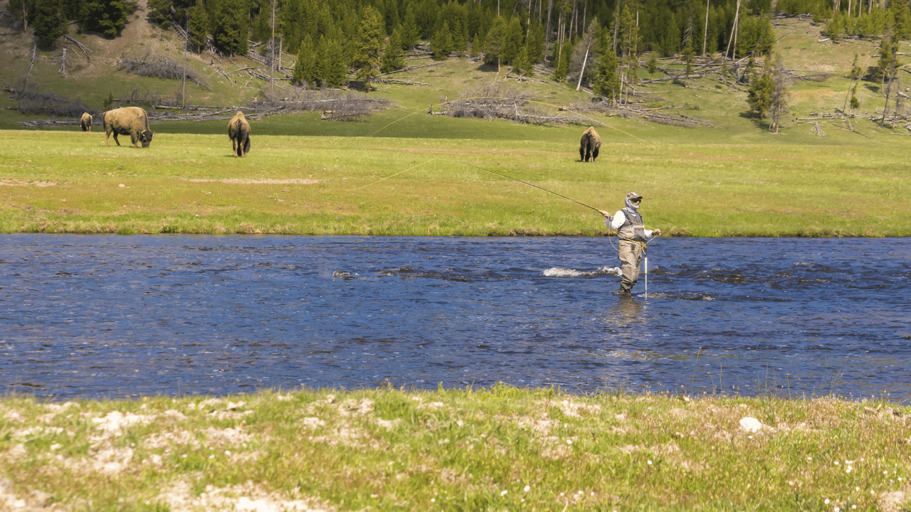 A man fishing in a river at Yellowstone National Park