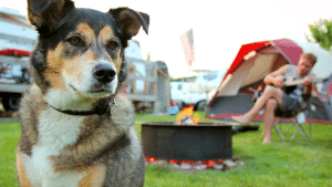 Dog at Campground in Front of Man Playing Guitar