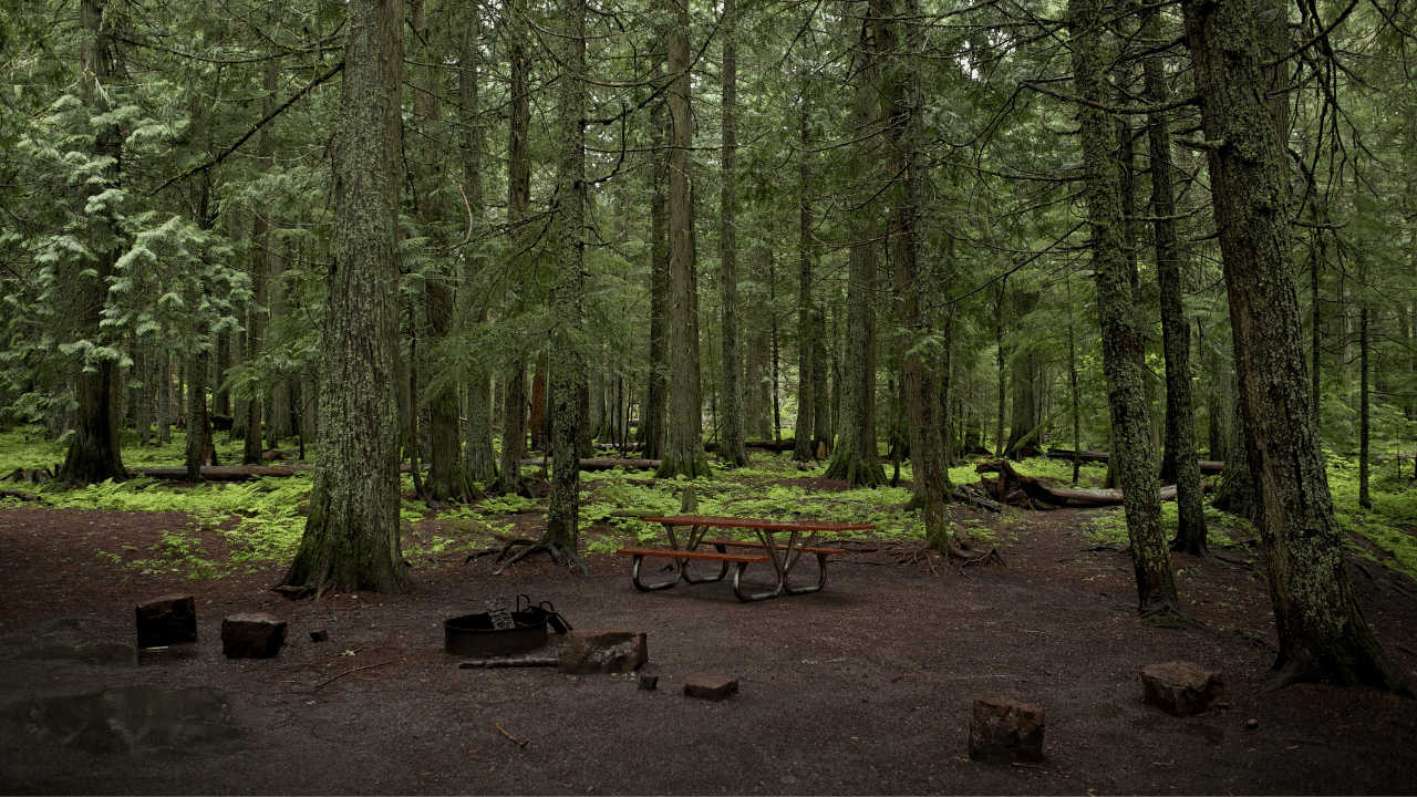 Washington forest campground