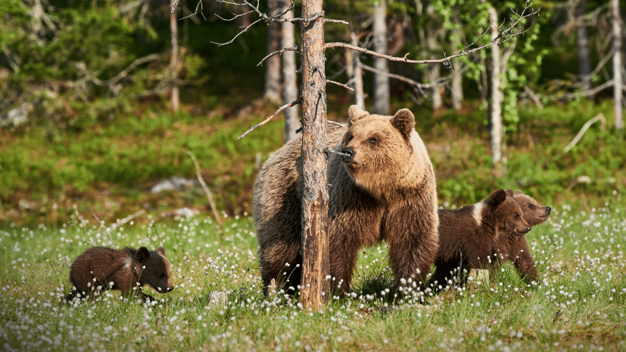 A grizzly bear and cubs
