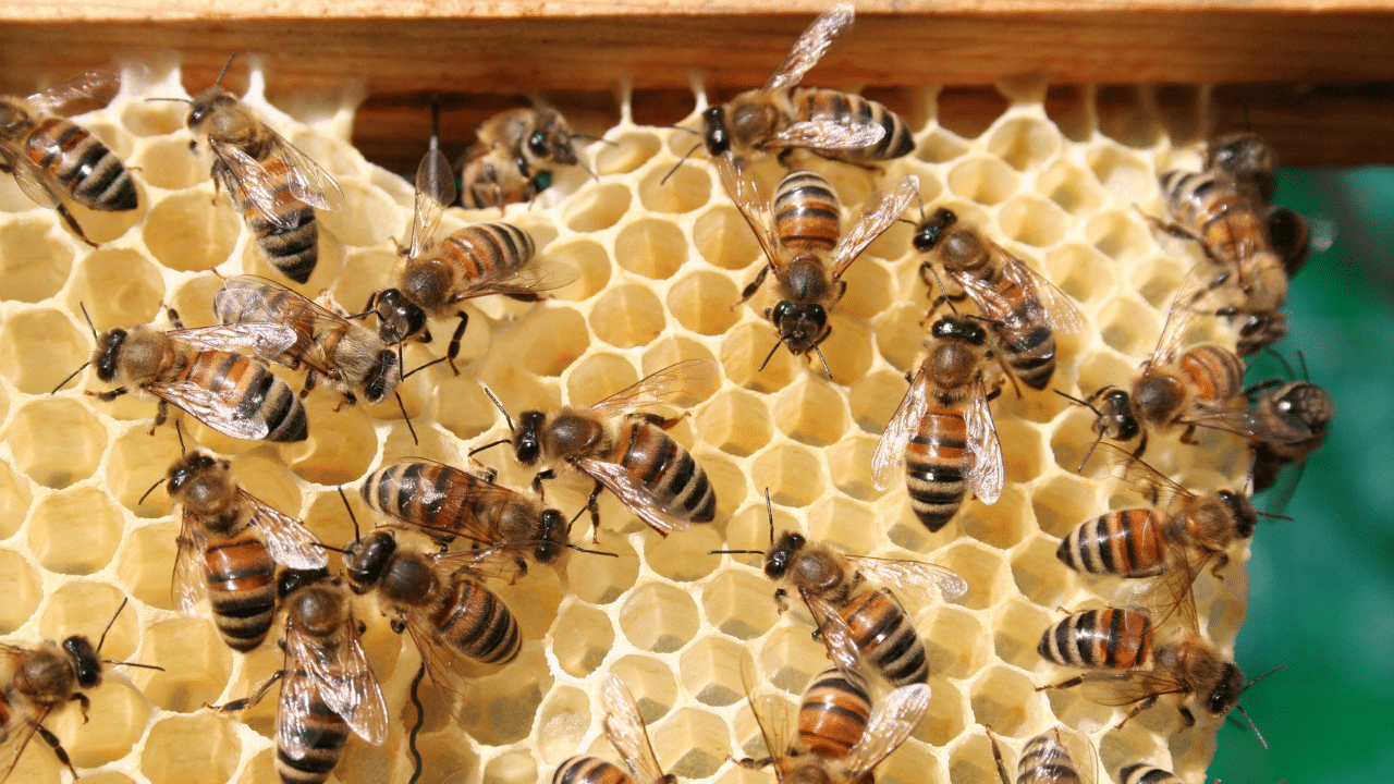 Bees in the hive Canva Licensed