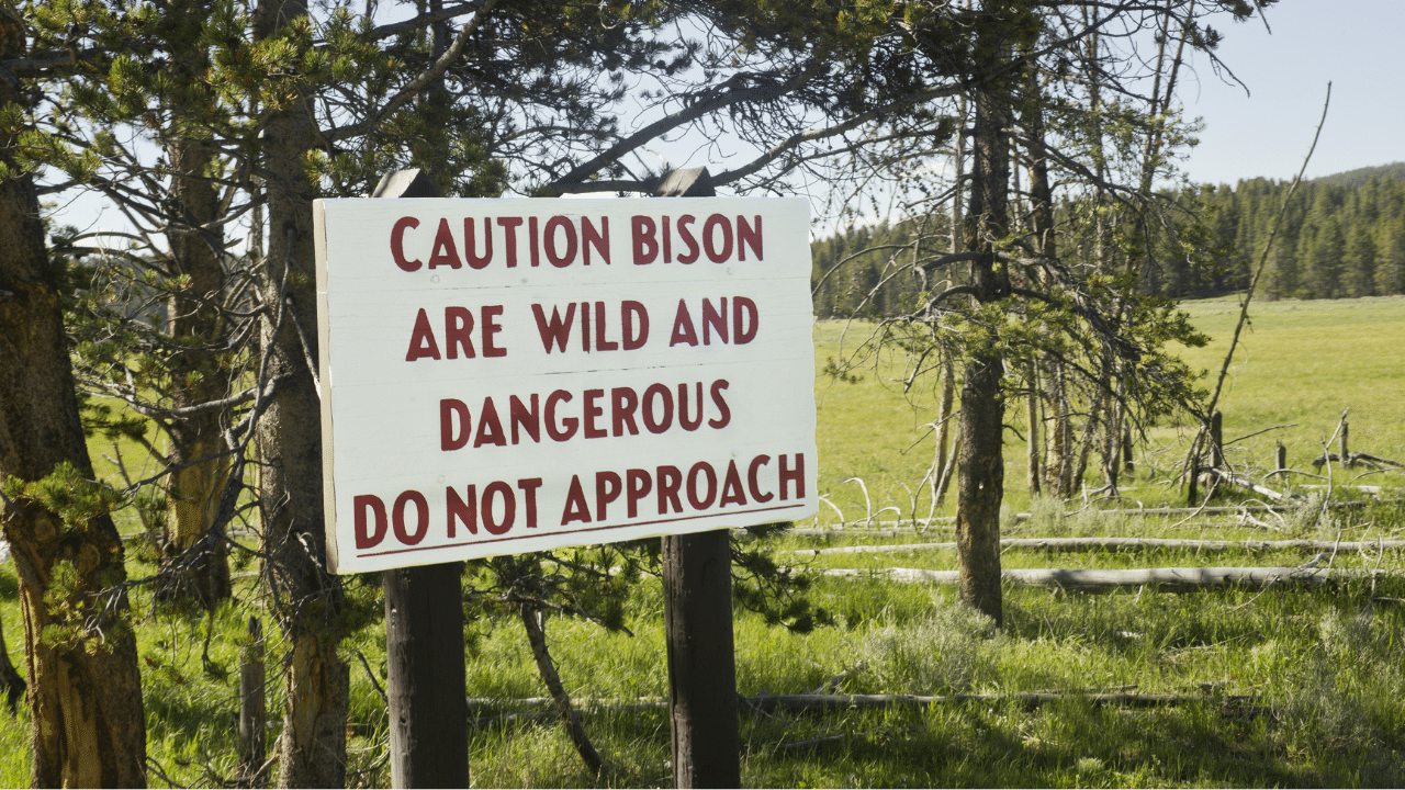 Bison warning sign at Hayden Valley in Yellowstone National Park