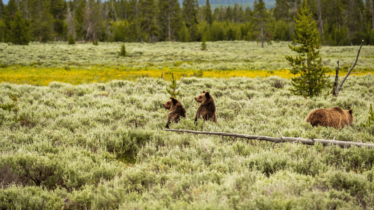 Grizzly bears in Yellowstone National Park