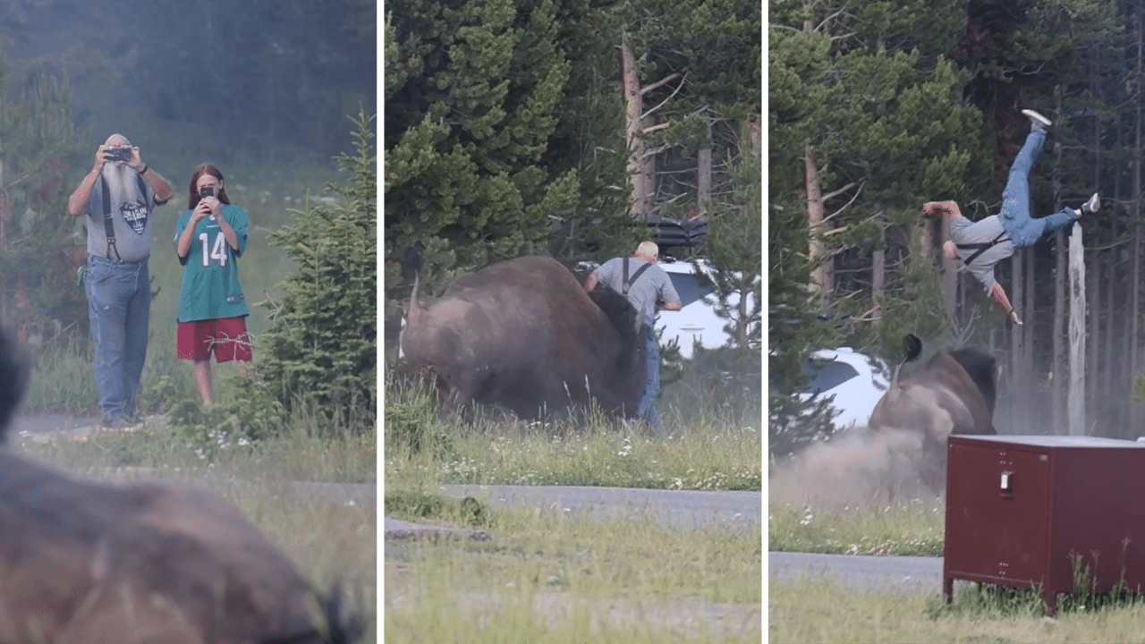 Screenshots of video of Terrifying moment huge bison flips grandfather 8 foot into air in shocking Yellowstone attack