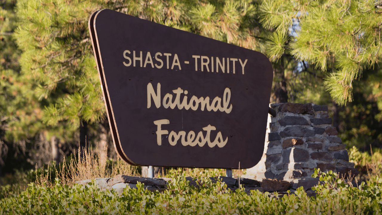 Shasta Trinity National Forest