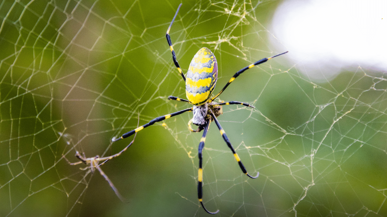Joro Spider