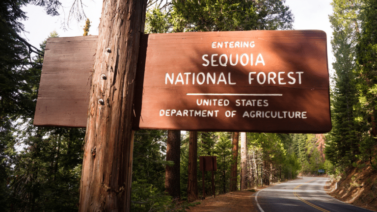 Forest Service Proposal Could Expand Road and Boondocking Access on National Forest Land