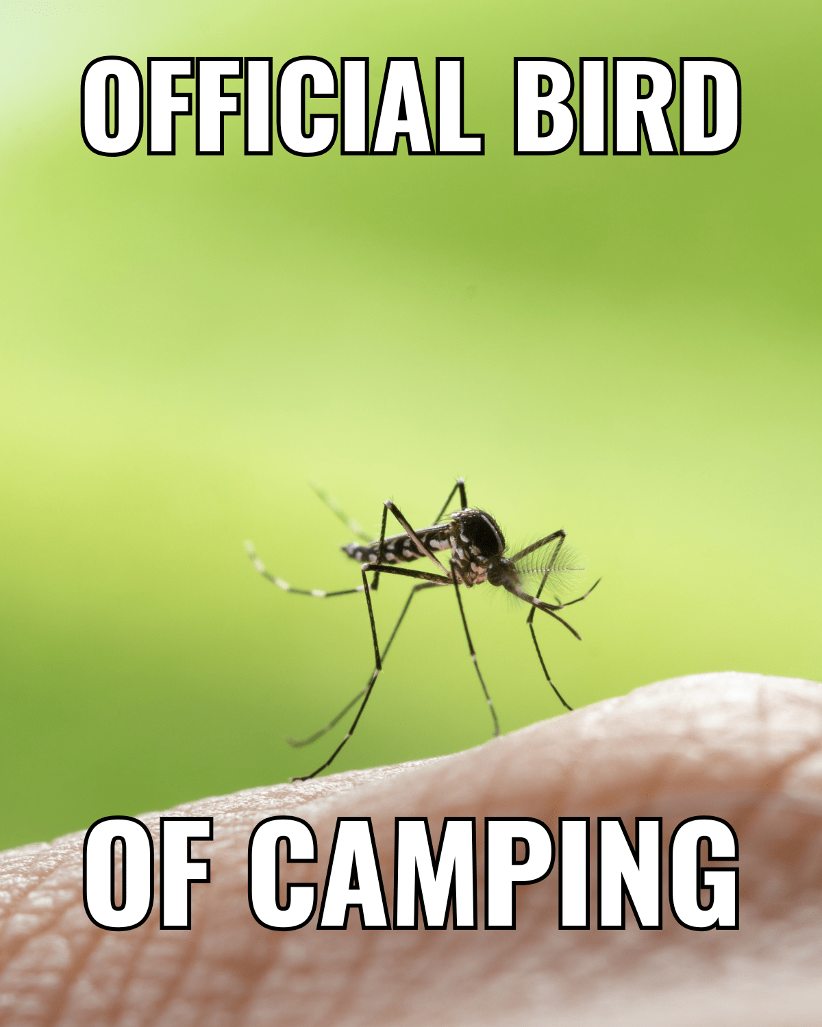official bird of camping community